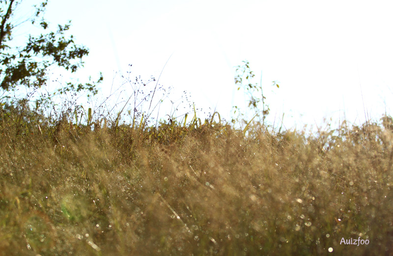 ภูชี้ฟ้า