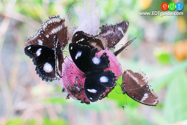 อุทยานผีเสื้อและแมลงกรุงเทพฯ