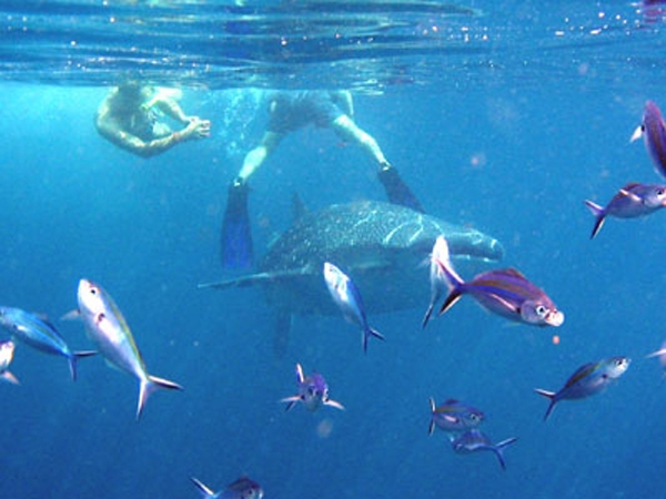 เกาะตาชัย