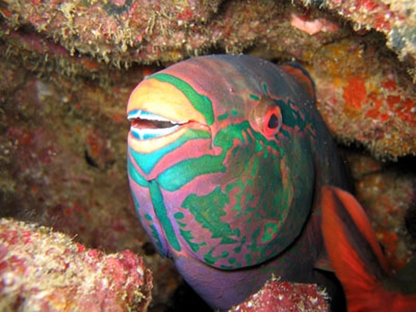 เกาะตาชัย