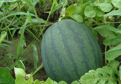 การปลูกแตงโม