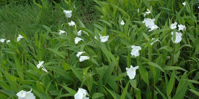 ทุ่งดอกเปราะภูขาว