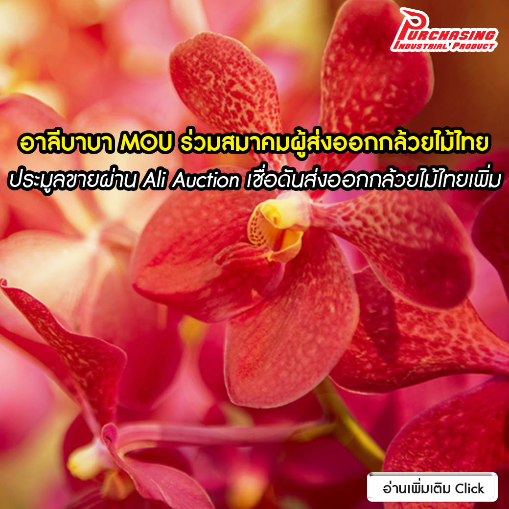 อาลีบาบา MOU ร่วมสมาคมผู้ส่งออกดอกกล้วยไม้ไทย ประมูลขายผ่าน Ali Auction เชื่อดันส่งออกกล้วยไม้ไทยเพิ่ม