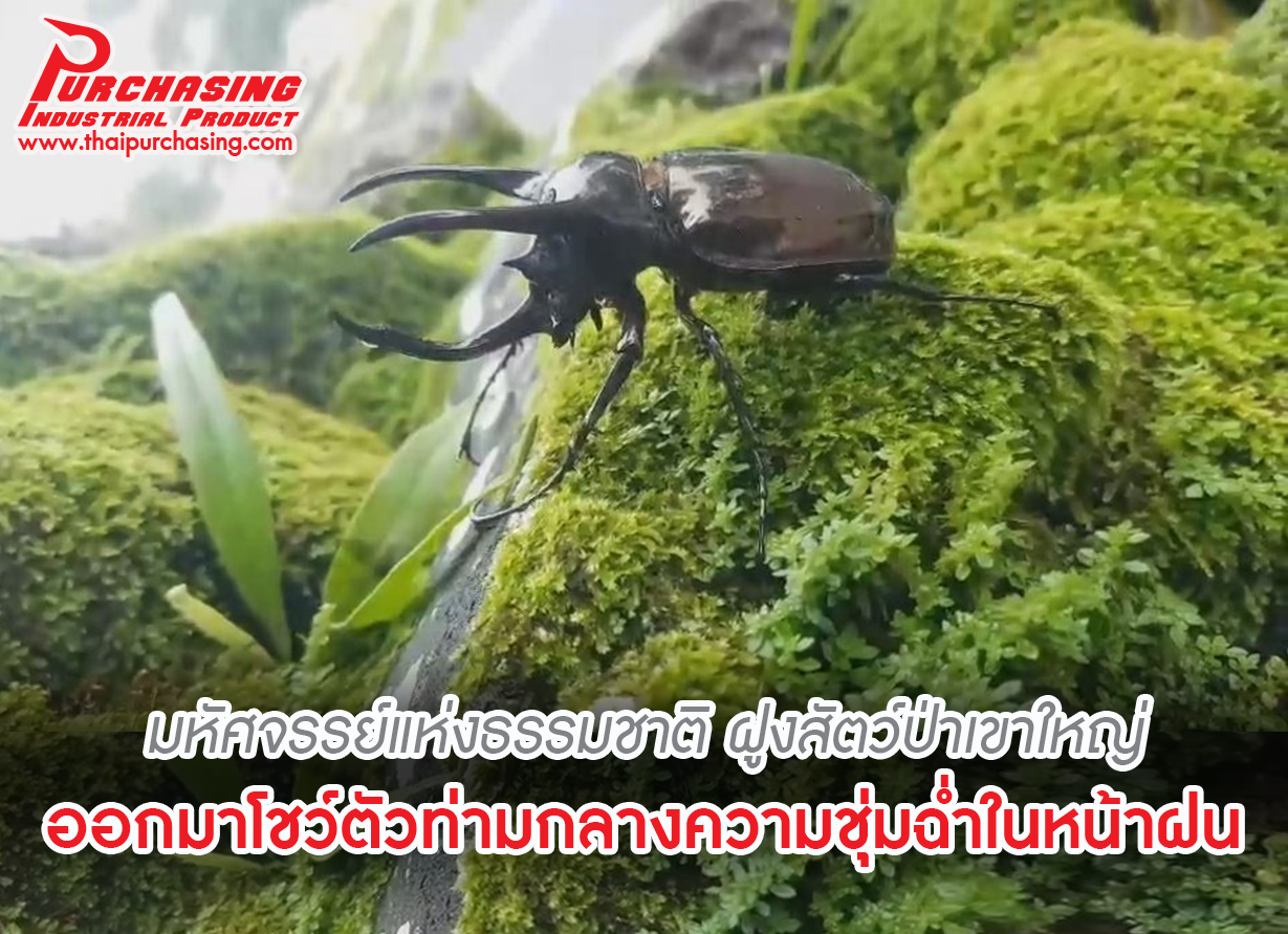 มหัศจรรย์แห่งธรรมชาติ ฝูงสัตว์ป่าเขาใหญ่ ออกมาโชว์ตัวท่ามกลางความชุ่มฉ่ำในหน้าฝน