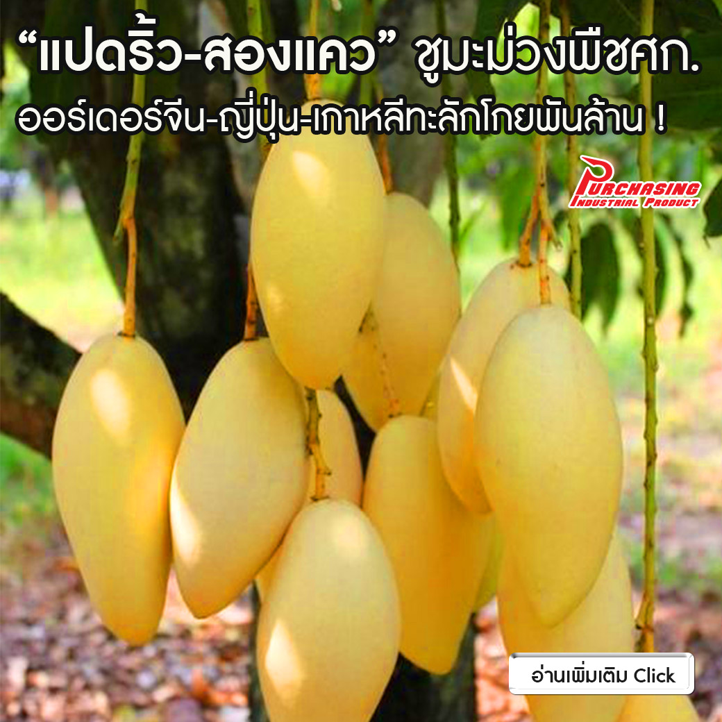 “แปดริ้ว-สองแคว” ชูมะม่วงพืชศก. ออร์เดอร์จีน-ญี่ปุ่น-เกาหลีทะลักโกยพันล้าน 