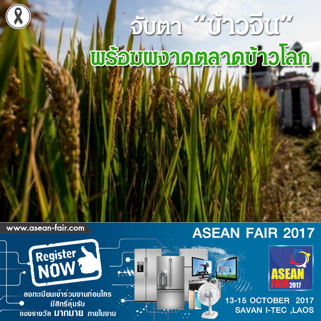 จับตา ข้าวจีน ข้าวลูกผสม พร้อมผงาดตลาดข้าวโลก