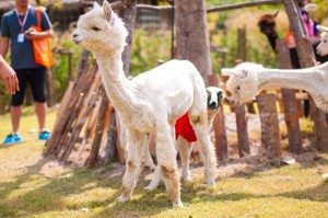 One Day Trip @Alpaca Hills Ratchaburi 
