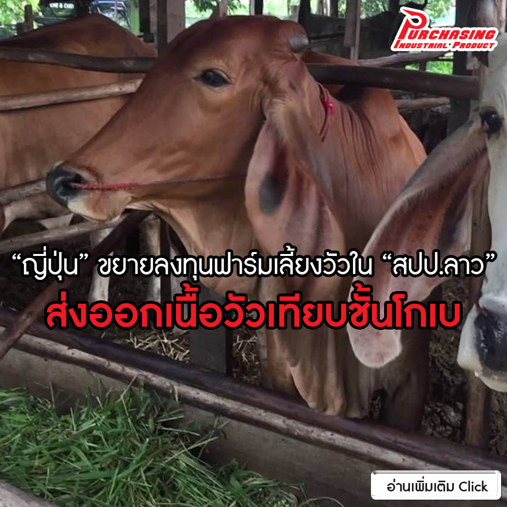 “ญี่ปุ่น” ขยายลงทุนฟาร์มเลี้ยงวัวใน “สปป.ลาว” ส่งออกเนื้อวัวเทียบชั้นโกเบ