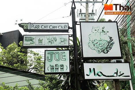 ฟินเว่อร์! คาเฟ่แมวของ เพชร นาระ Purr cat cafe club สุขุมวิท 53