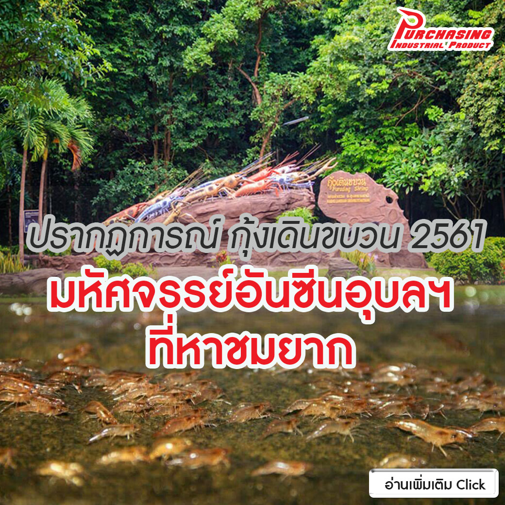 ปรากฏการณ์ กุ้งเดินขบวน 2561 มหัศจรรย์อันซีนอุบลฯ ที่หาชมยาก