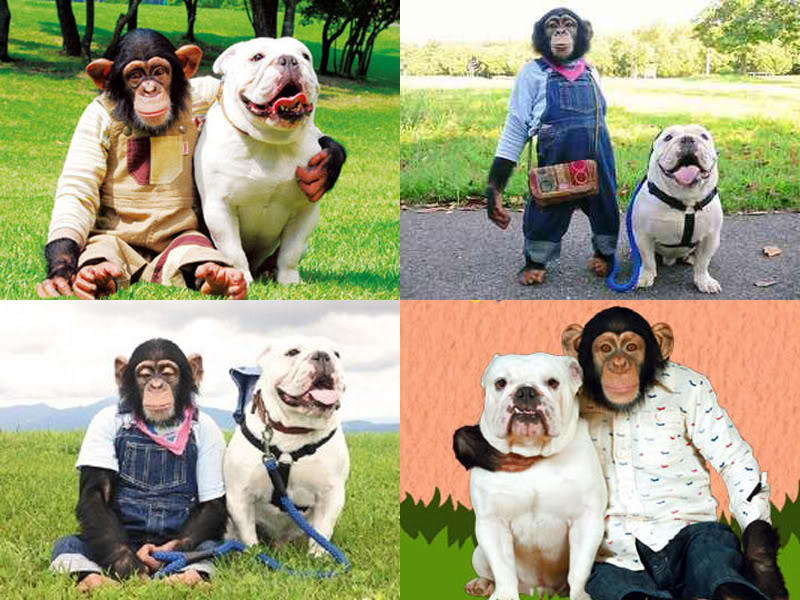 R.I.P. เจ้าตูบน้อยเจมส์คุง รายการวาไรตี้ ขำกลิ้งลิงกับหมา