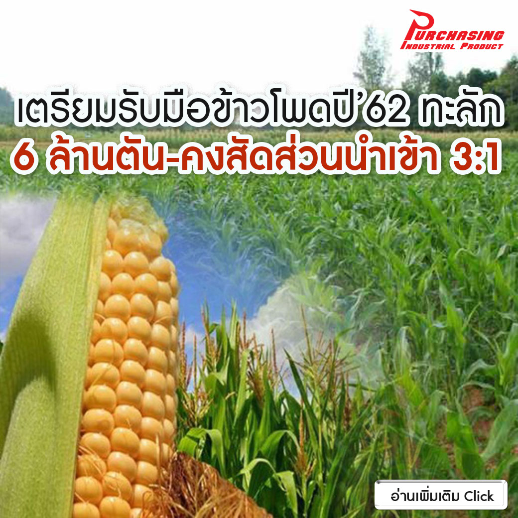 เตรียมรับมือข้าวโพดปี”62 ทะลัก 6 ล้านตัน-คงสัดส่วนนำเข้า 3:1