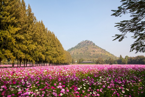 ตระการตากับ 11 เทศกาลชมดอกไม้ต้อนรับฤดูหนาว