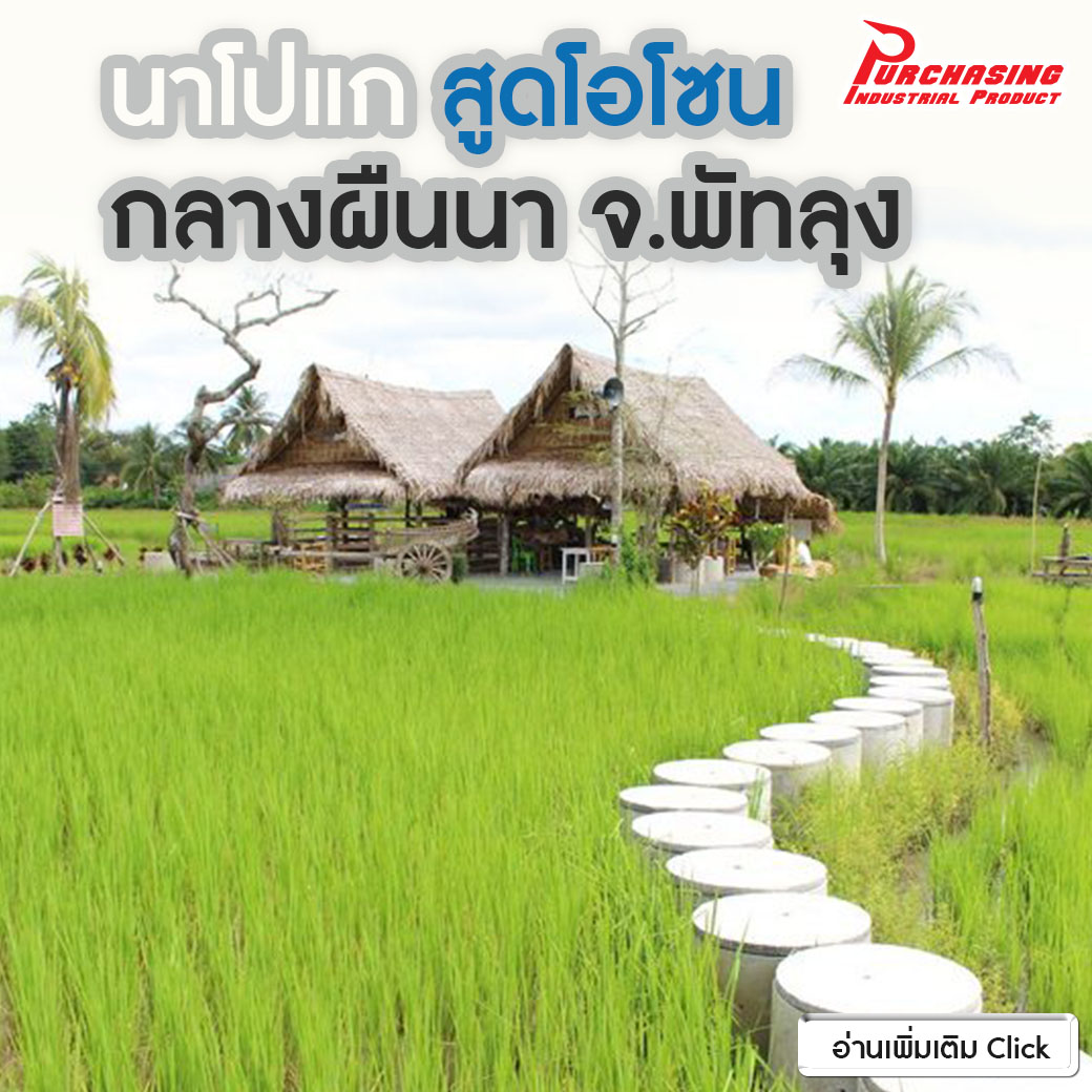 นาโปแก สูดโอโซนกลางผืนนา จ.พัทลุง