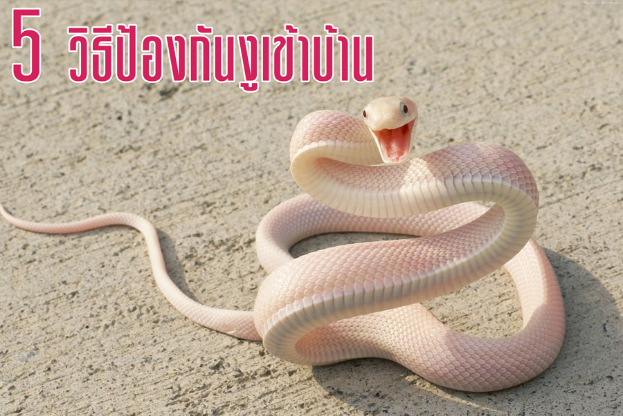 จัดห้องให้สะอาด ป้องกัน 'งู' เข้าบ้าน
