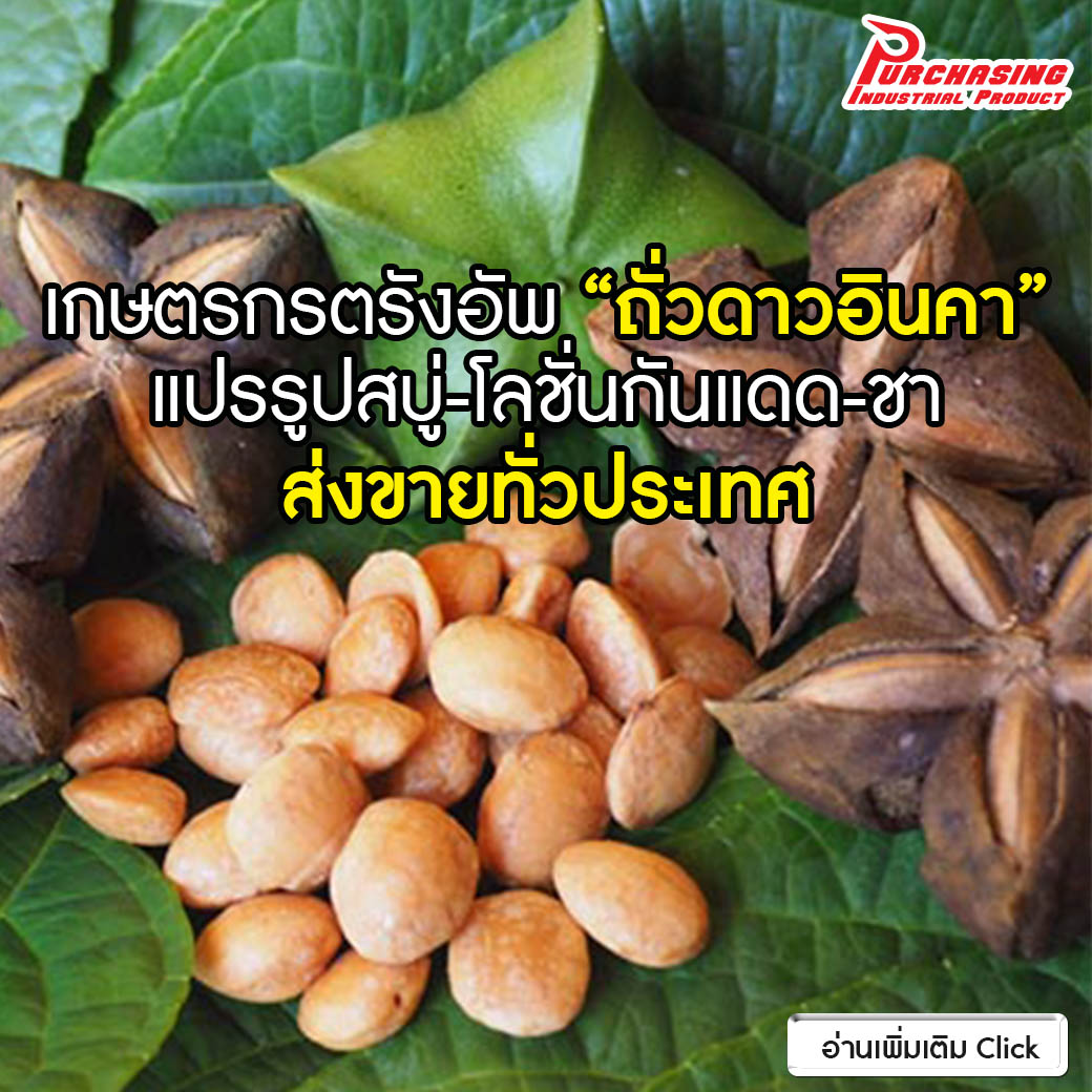 เกษตรกรตรังอัพ “ถั่วดาวอินคา” แปรรูปสบู่-โลชั่นกันแดด-ชา ส่งขายทั่วประเทศ