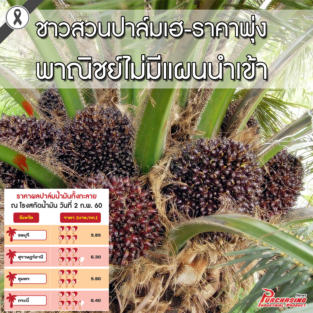 ชาวสวนปาล์มเฮ-ราคาพุ่ง พาณิชย์ไม่มีแผนนำเข้า