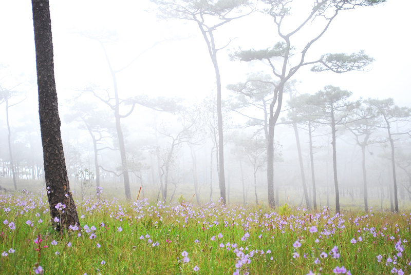 ปักหมุด..รับลมหนาว เที่ยว ภูสอยดาว แบบมืออาชีพ