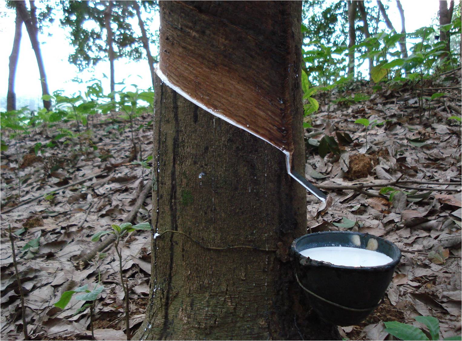 ชาวสวนยาง แย่แน่นักวิทยาศาสตย์เผย อาจไม่ต้องกรีดยางอีกต่อไป!