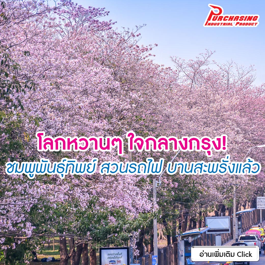 โลกหวานๆ ใจกลางกรุง! ชมพูพันธุ์ทิพย์ สวนรถไฟ บานสะพรั่งแล้ว