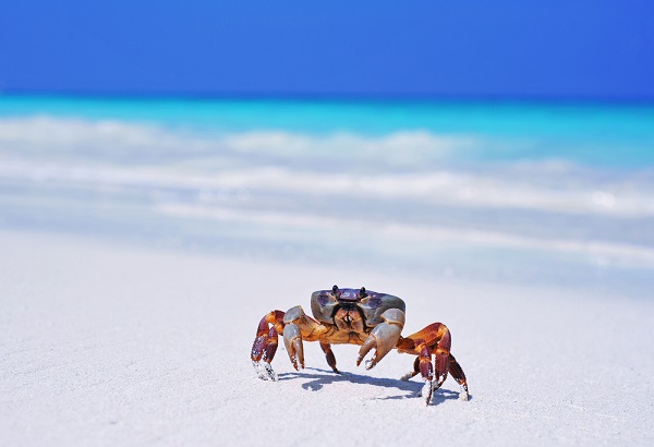 เตรียมตัวให้พร้อม เกาะตาชัยจะเปิด 15 ต.ค.นี้