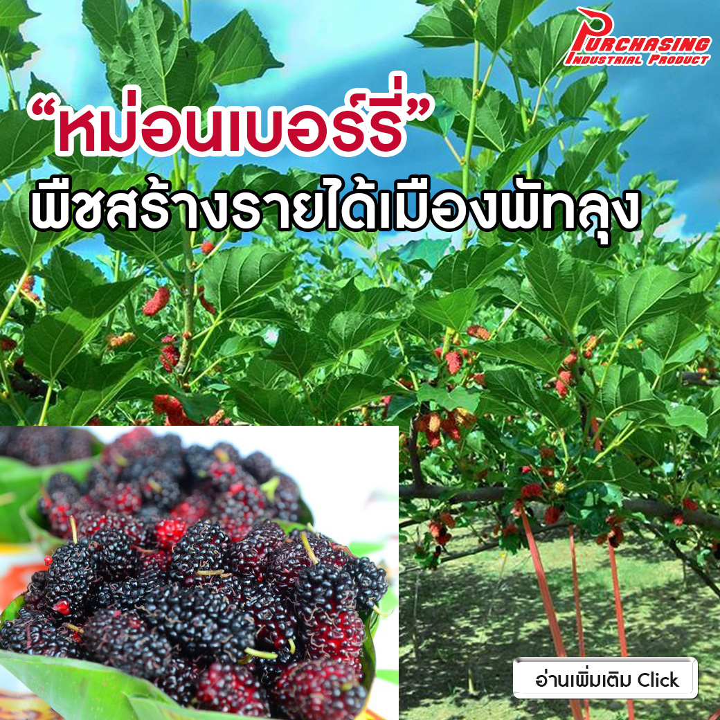 “หม่อนเบอร์รี่”พืชสร้างรายได้เมืองพัทลุง