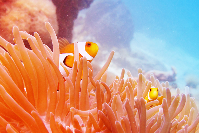 เกาะรอก มนเสน่ห์แห่งทะเลอันดามัน