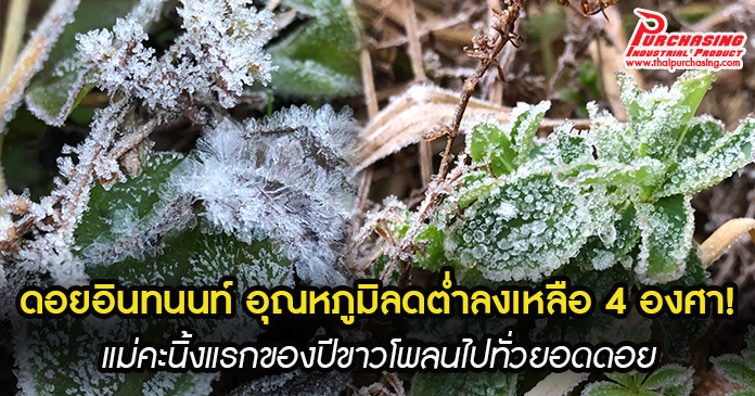 ดอยอินทนนท์ อุณหภูมิลดต่ำลงเหลือ 4 องศา! แม่คะนิ้งแรกของปีขาวโพลนไปทั่วยอดดอย