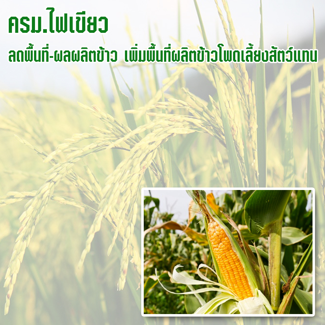 ครม.ไฟเขียวลดพื้นที่-ผลผลิตข้าว เพิ่มพื้นที่ผลิตข้าวโพดเลี้ยงสัตว์แทน
