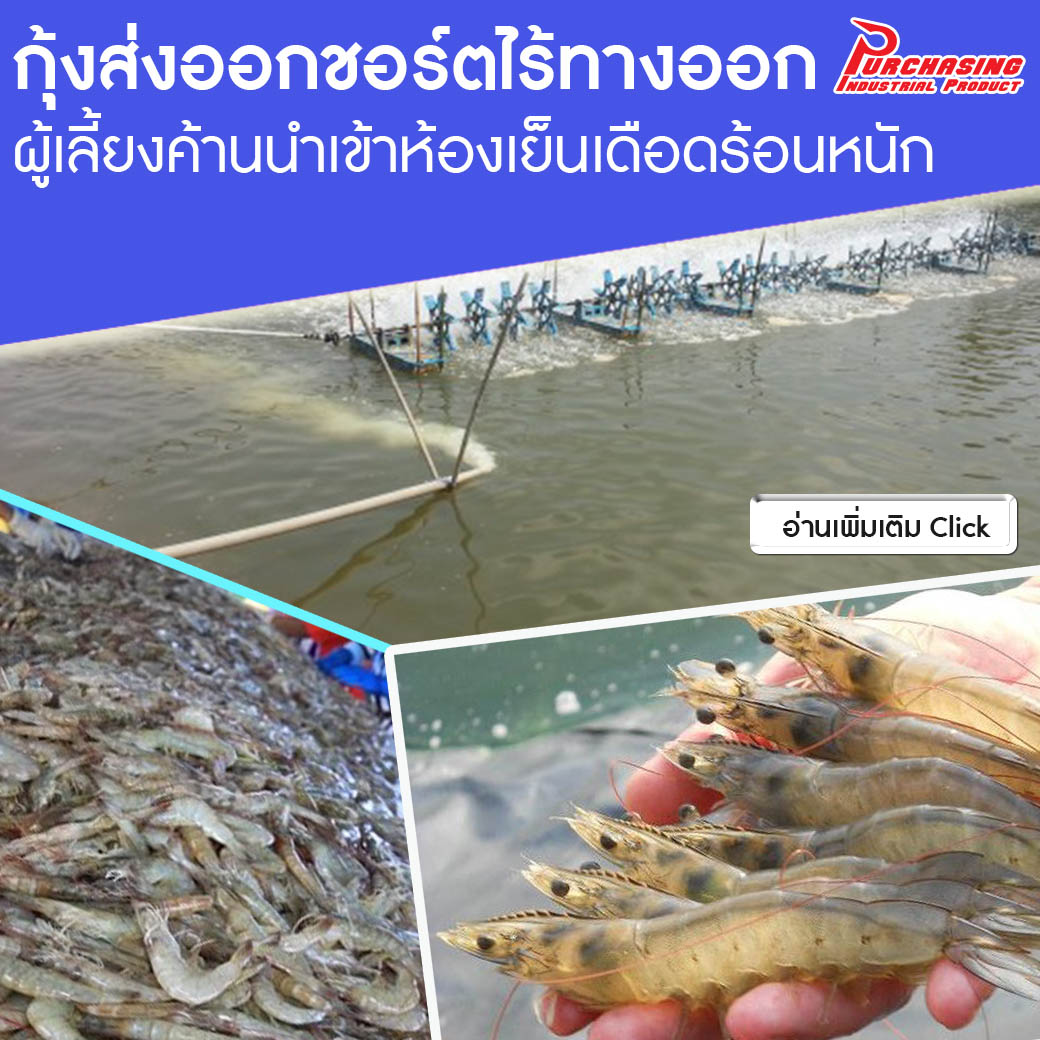 กุ้งส่งออกชอร์ตยังไร้ทางออก ผู้เลี้ยงค้านนำเข้าห้องเย็นเดือดร้อนหนัก