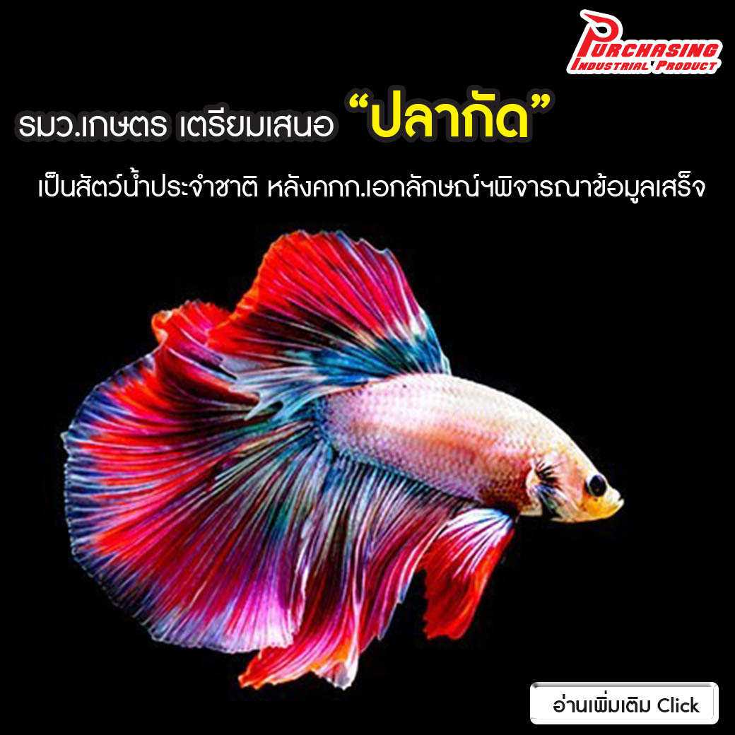 รมว.เกษตร เตรียมเสนอ “ปลากัด” เป็นสัตว์น้ำประจำชาติ หลังคกก.เอกลักษณ์ฯพิจารณาข้อมูลเสร็จ