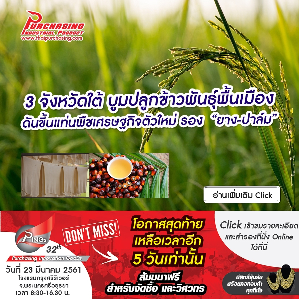 3จังหวัดใต้ บูมปลูกข้าวพันธุ์พื้นเมือง ดันขึ้นแท่นพืชเศรษฐกิจตัวใหม่ รอง “ยาง-ปาล์ม”