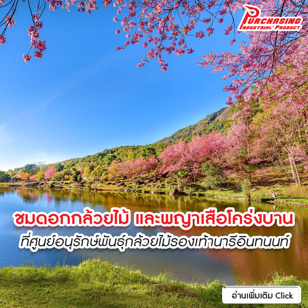 ชมดอกกล้วยไม้ และพญาเสือโคร่งบาน ที่ ศูนย์อนุรักษ์พันธุ์กล้วยไม้รองเท้านารีอินทนนท์ 