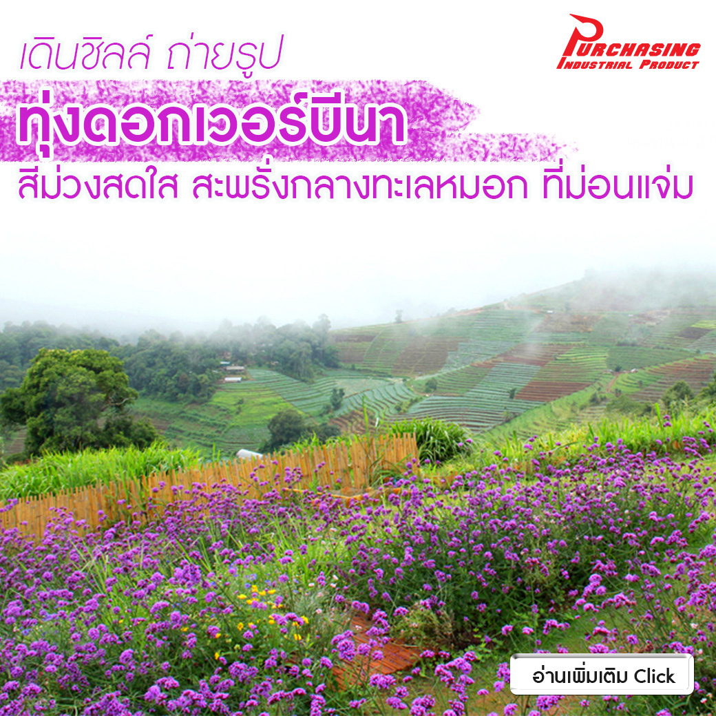 เดินชิลล์ ถ่ายรูป ทุ่งดอกเวอร์บีนา สีม่วงสดใส สะพรั่งกลางทะเลหมอก ที่ม่อนแจ่ม