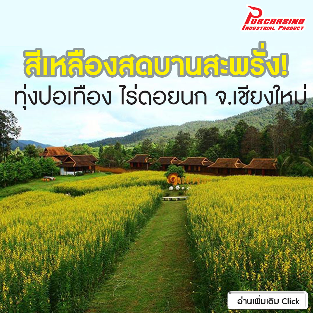 สีเหลืองสดบานสะพรั่ง! ทุ่งปอเทือง ไร่ดอยนก จ.เชียงใหม่