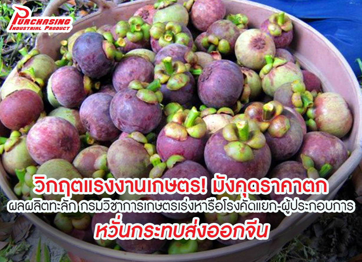 วิกฤตแรงงานเกษตร! มังคุดราคาตก ผลผลิตทะลัก กรมวิชาการเกษตรเร่งหารือโรงคัดแยก-ผู้ประกอบการ หวั่นกระทบส่งออกจีน