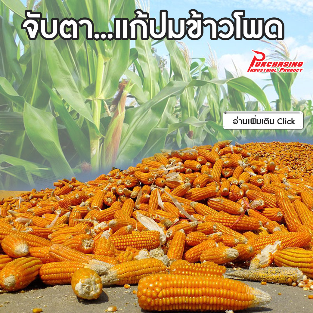 จับตา…แก้ปมข้าวโพด