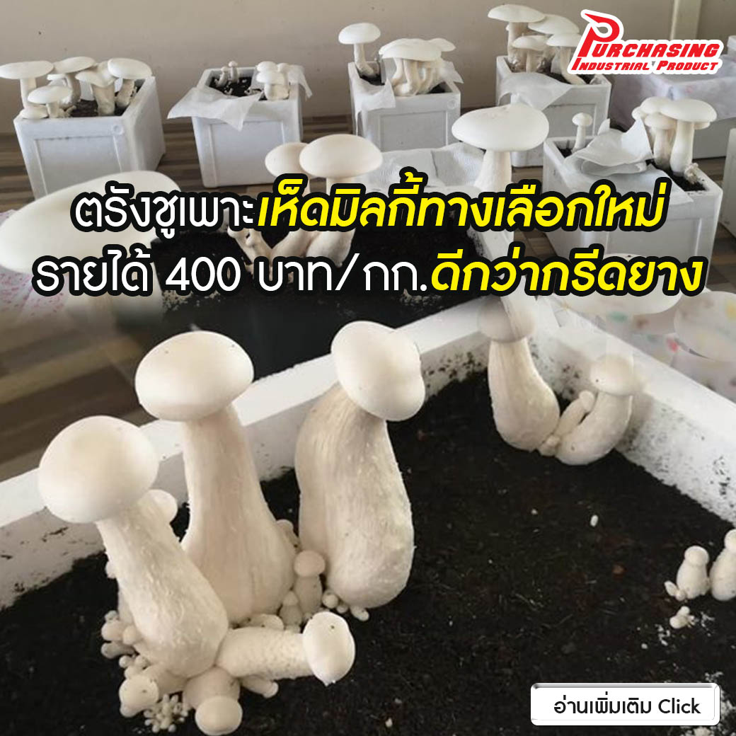 ตรังชูเพาะเห็ดมิลกี้ทางเลือกใหม่ รายได้400บาท/กก.ดีกว่ากรีดยาง