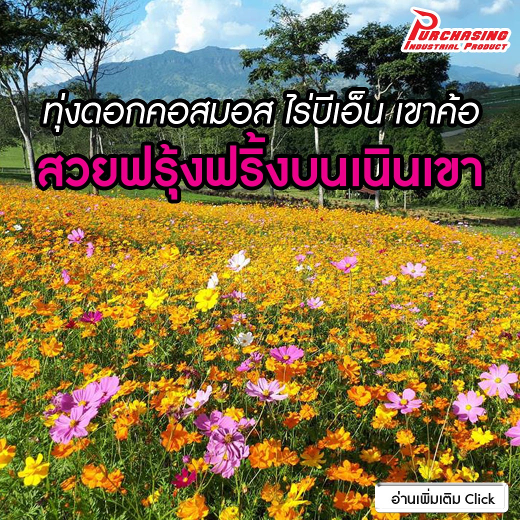 ทุ่งดอกคอสมอส ไร่บีเอ็น เขาค้อ สวยฟรุ้งฟริ้งบนเนินเขา
