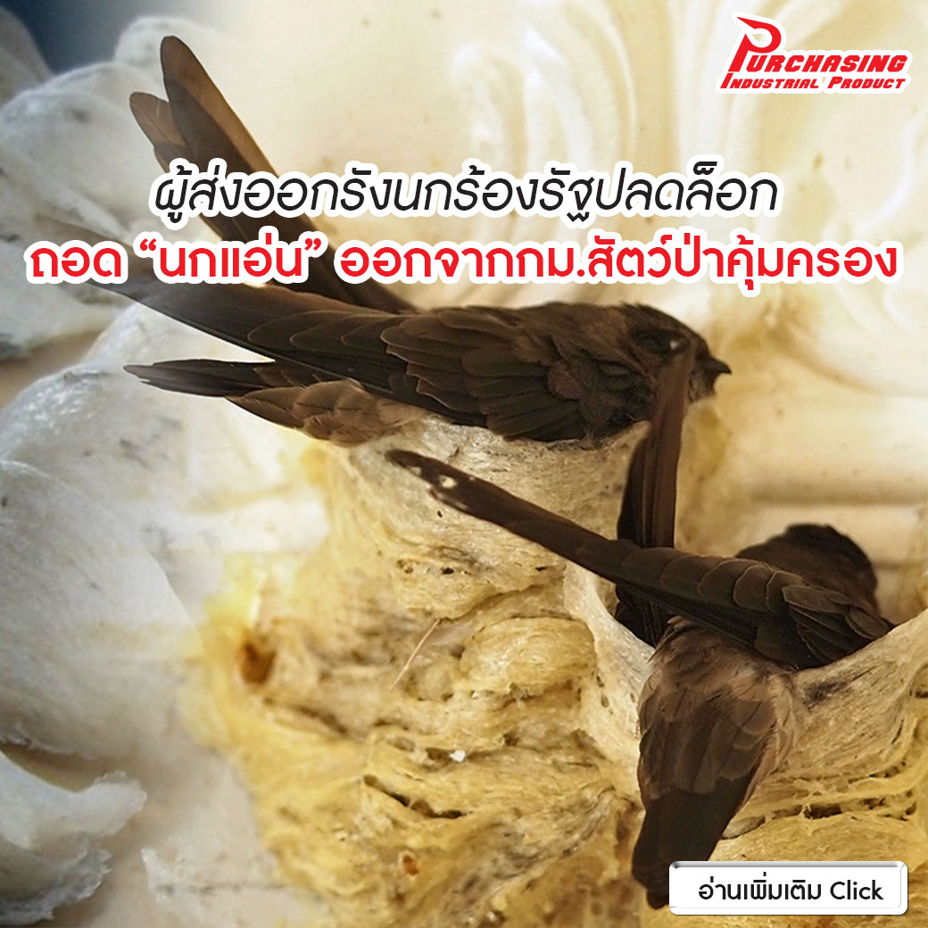 ผู้ส่งออกรังนกร้องรัฐปลดล็อก ถอด”นกแอ่น”ออกจากกม.สัตว์ป่าคุ้มครอง