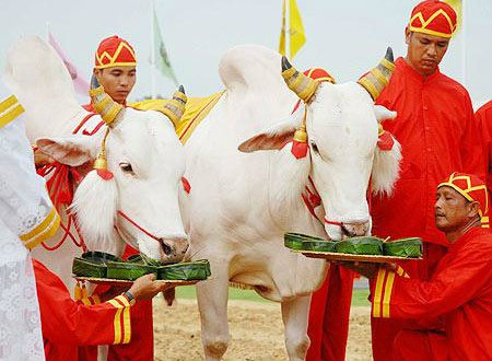 วันพืชมงคล 2559 พระโคกินข้าวโพด-เหล้า