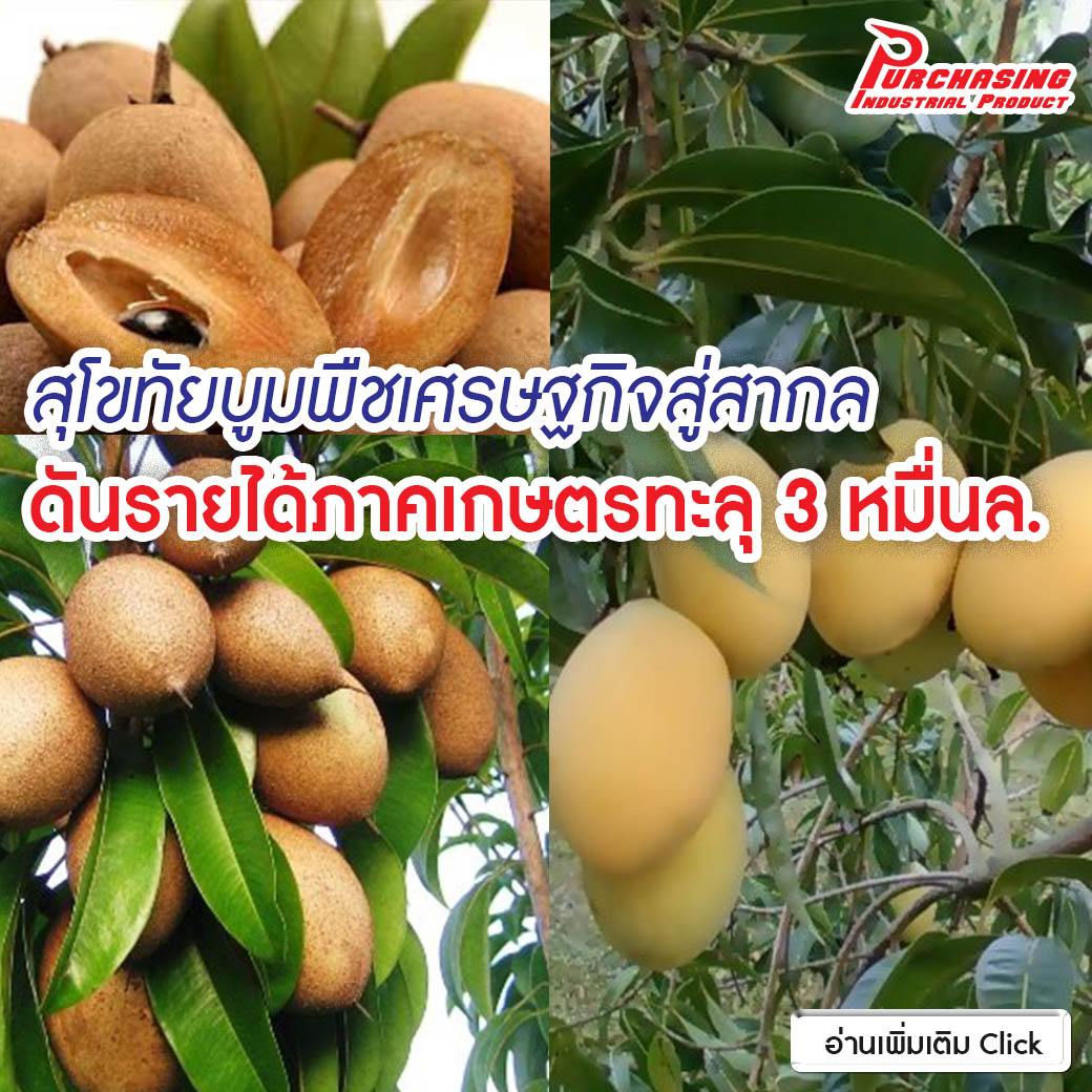 สุโขทัยบูมพืชเศรษฐกิจสู่สากล ดันรายได้ภาคเกษตรทะลุ 3 หมื่นล.