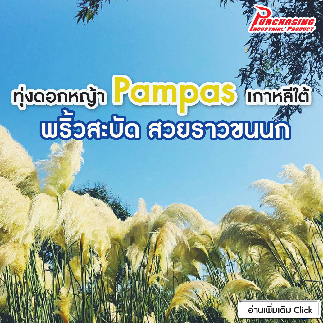ทุ่งดอกหญ้า Pampas เกาหลีใต้ พริ้วสะบัด สวยราวขนนก