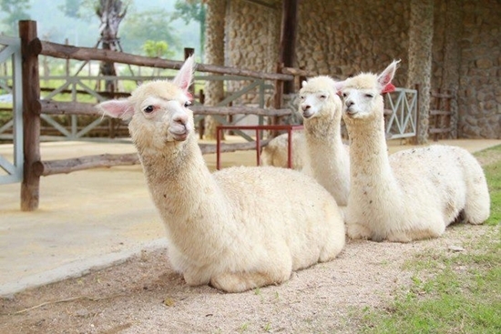 อัลปาก้าฮิลล์ สวนผึ้ง