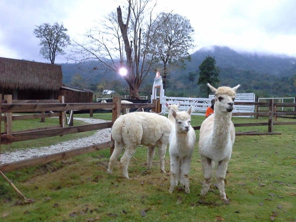 อัลปาก้าฮิลล์ สวนผึ้ง