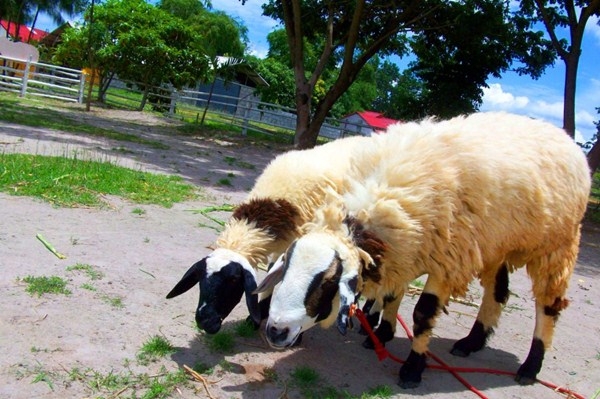 Feraza Farm สวนผึ้ง