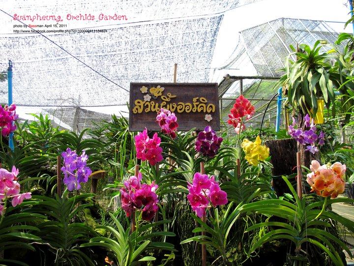 สวนผึ้งออร์คิด สวนผึ้ง