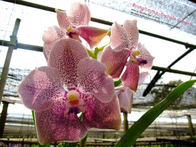 สวนผึ้งออร์คิด สวนผึ้ง