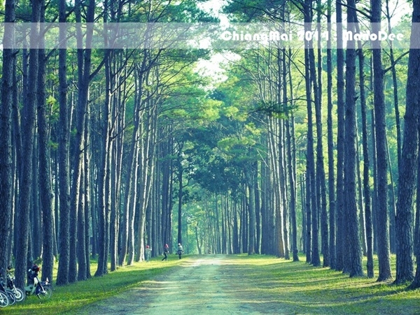 สวนสนบ่อแก้ว