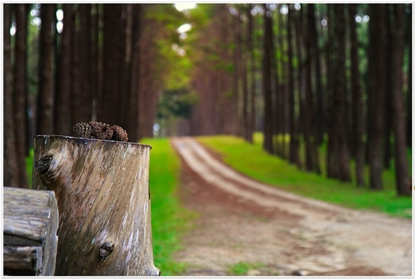 สวนสนบ่อแก้ว